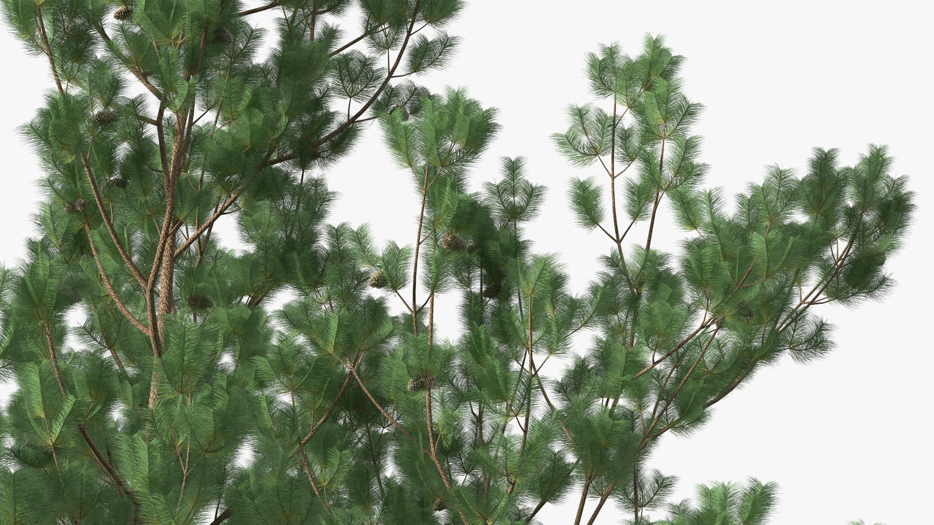 Loblolly Pine Model TurboSquid 1980634