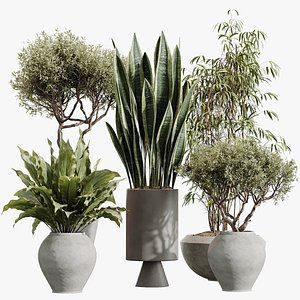 3D model AV Indoor Plants Set 450 Chemlali Olive Tree and Sansevieria Trifasciata and Spathiphyllum