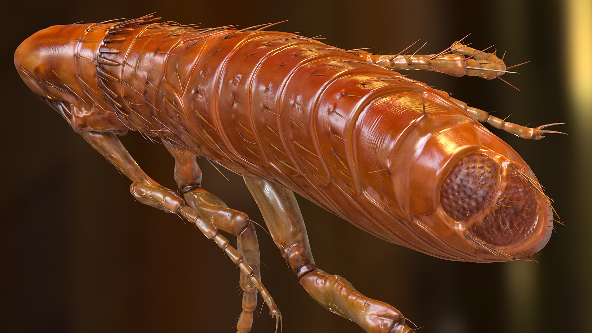 3D flea walking pose model - TurboSquid 1583855
