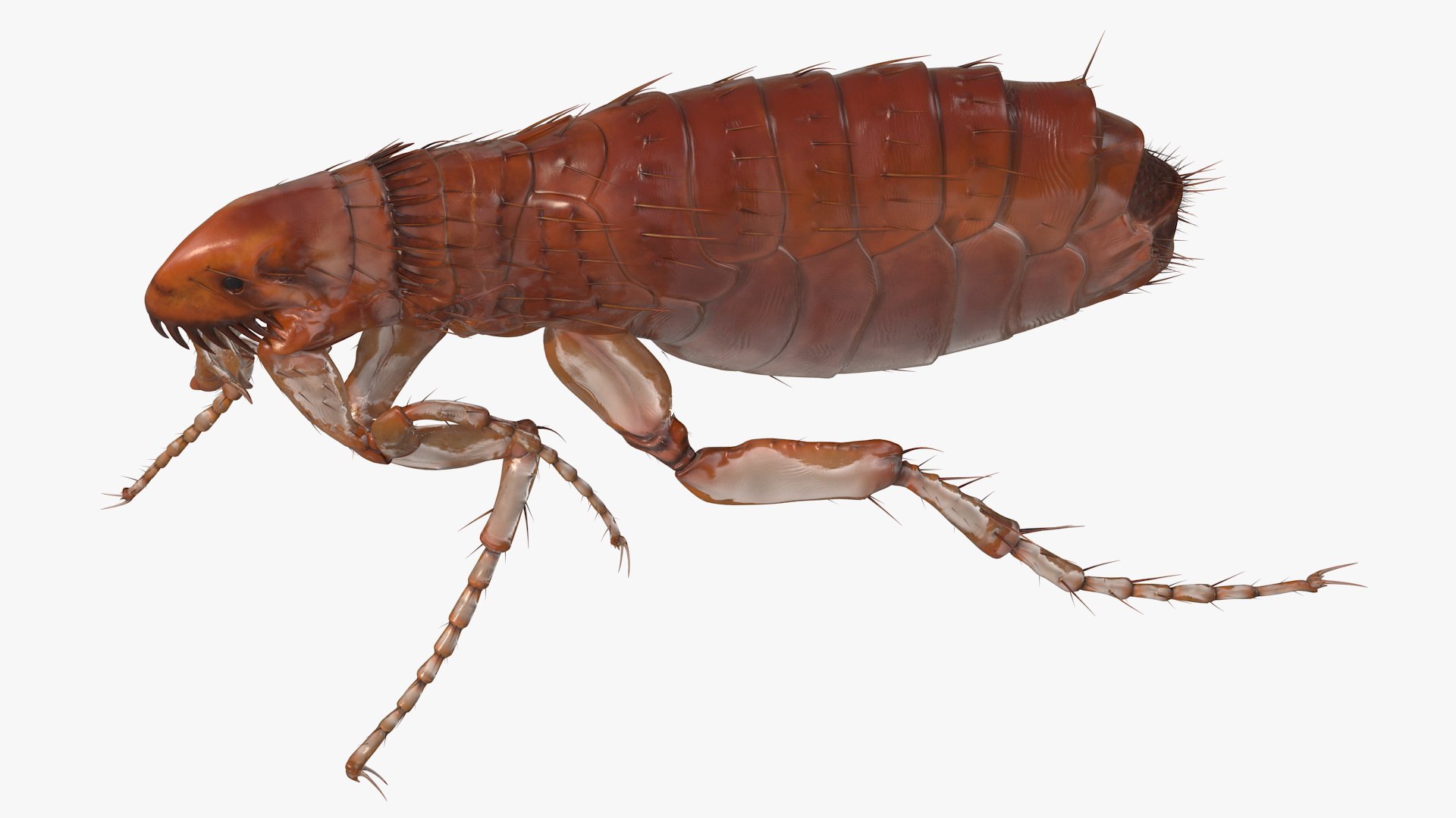 3D Flea Walking Pose Model - TurboSquid 1583855