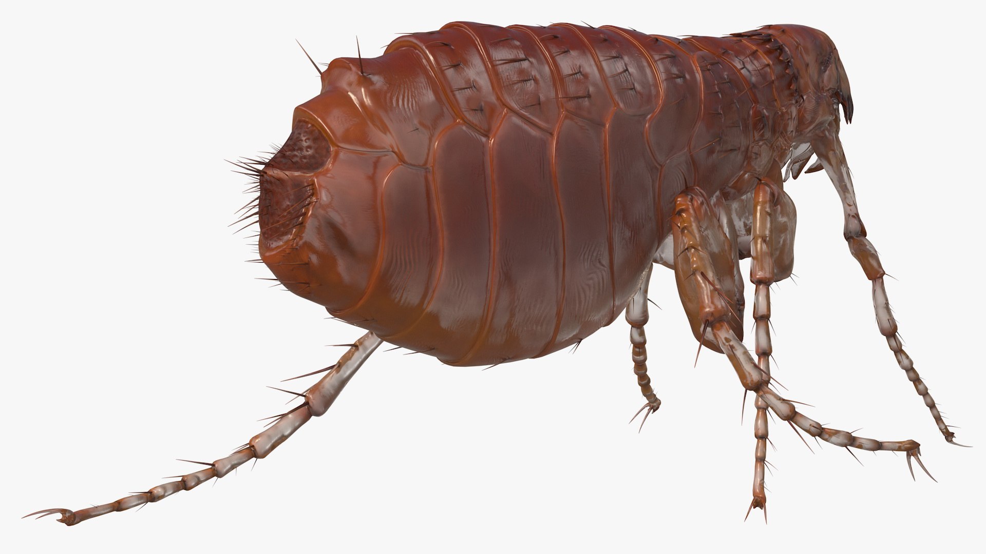 3D Flea Walking Pose Model - TurboSquid 1583855