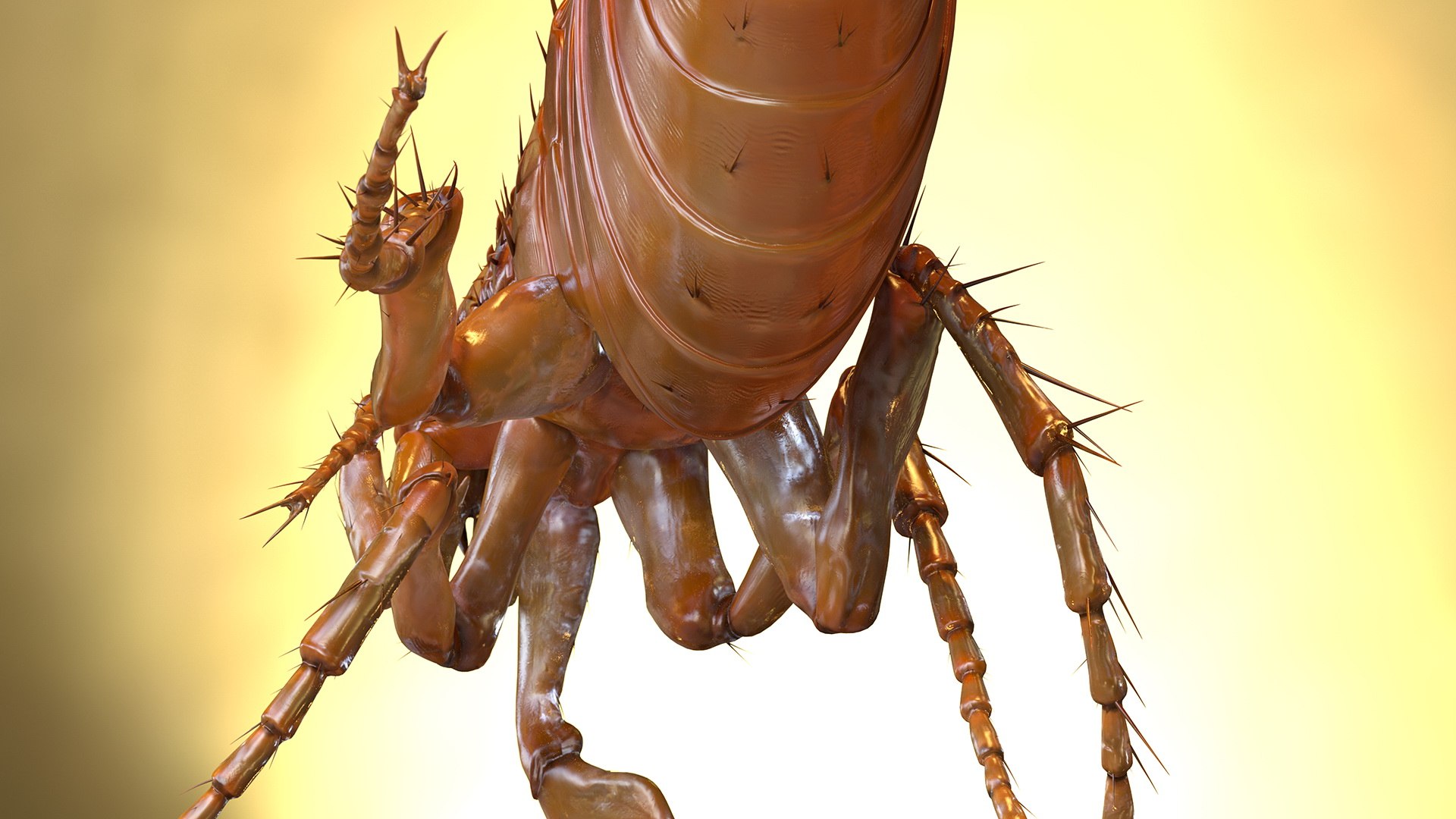 3D Flea Walking Pose Model - TurboSquid 1583855