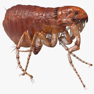 3D flea walking pose model
