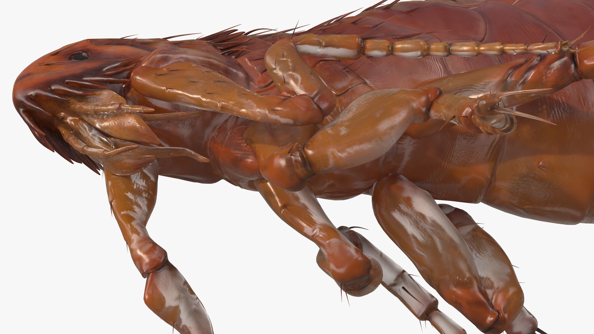 3D Flea Walking Pose Model - TurboSquid 1583855