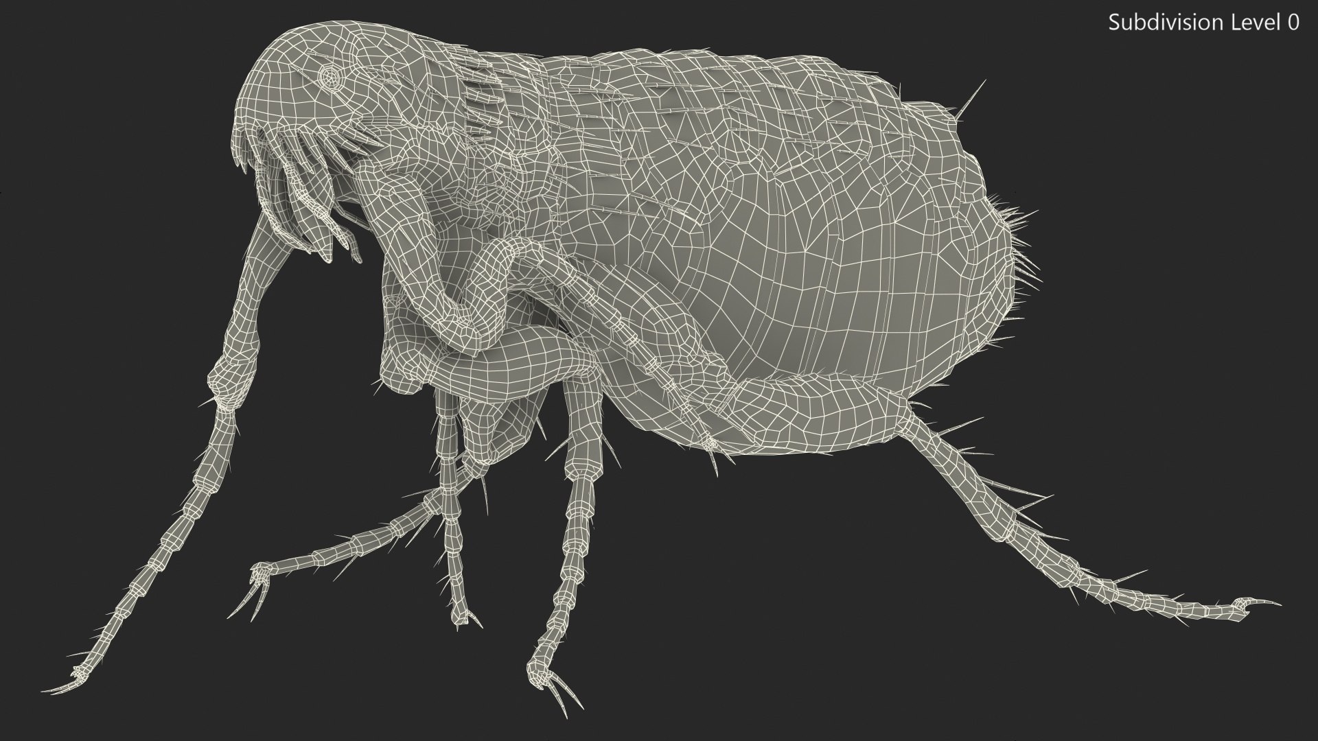 3D flea walking pose model - TurboSquid 1583855