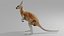 Kangaroo OBJ 3D model