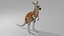 Kangaroo OBJ 3D model