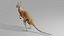Kangaroo OBJ 3D model