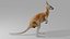 Kangaroo OBJ 3D model