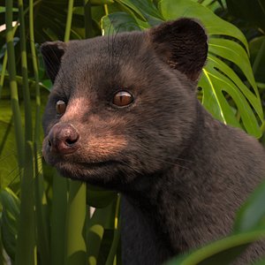 Asian Palm Civet Musang Dark Coat Fur 3D model