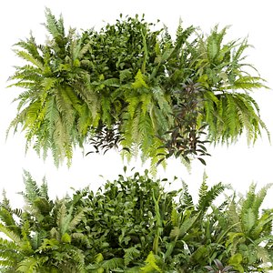 Collection plant vol 254 - Indoor - balcony - ampelous model