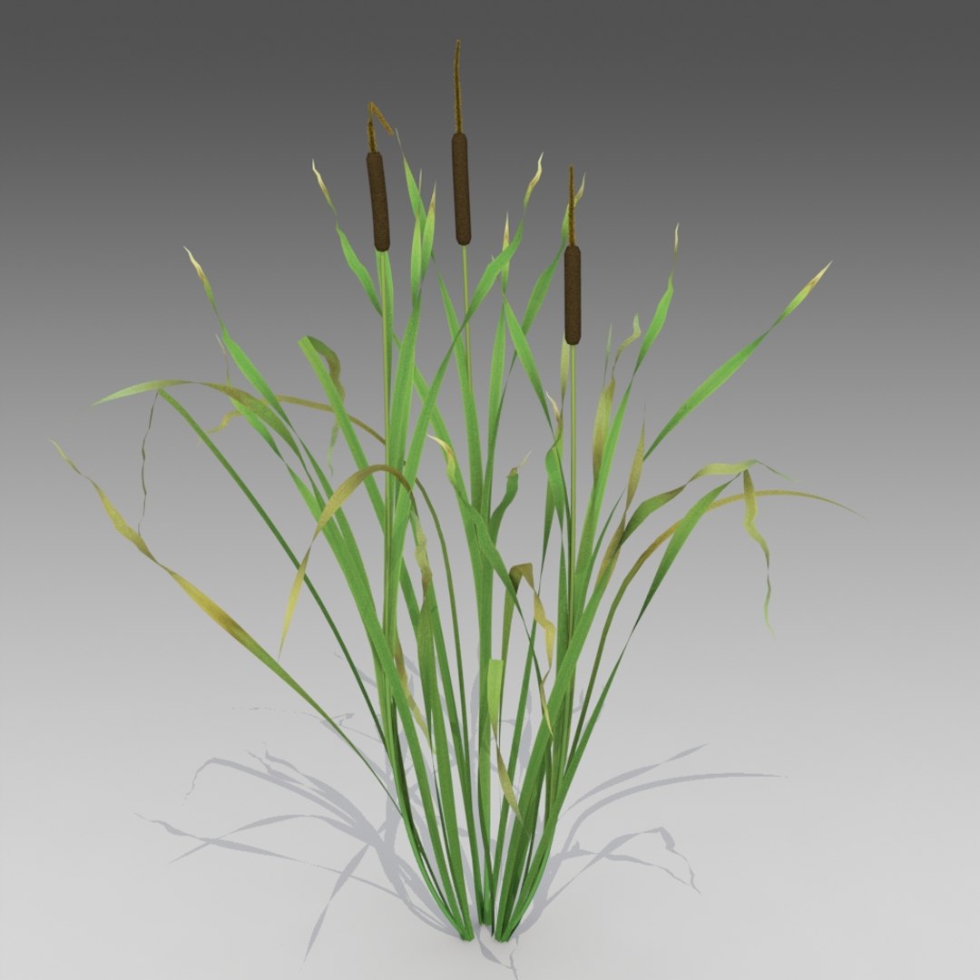 3d Model Of Reed