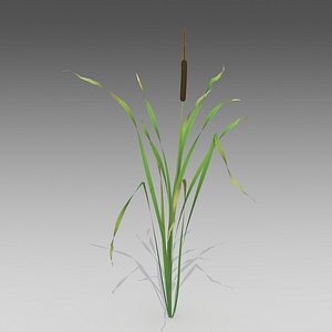 Reed_1439