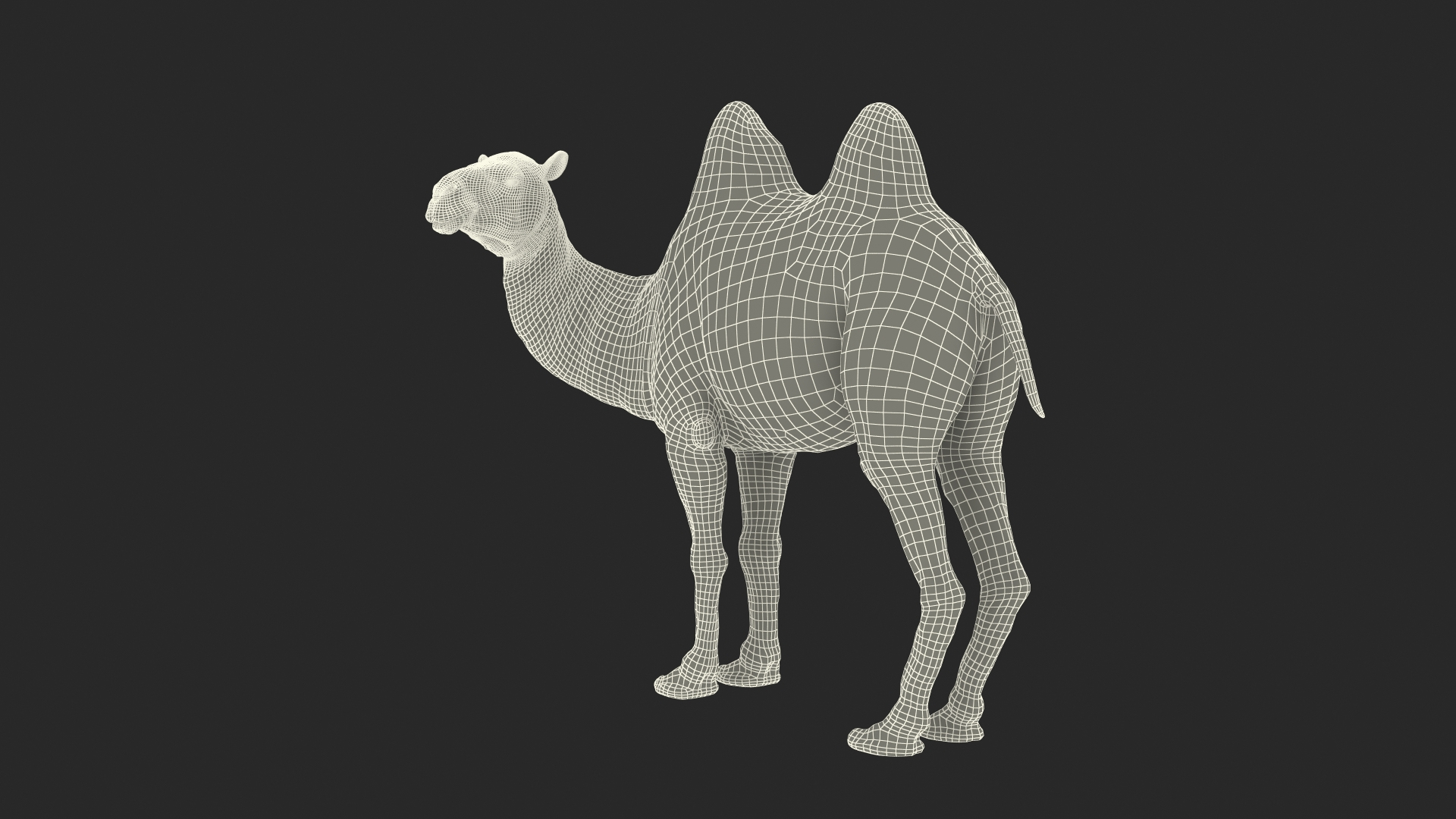3D Bactrian Camel Standing Pose Fur model https://p.turbosquid.com/ts-thumb/Bi/Dv3H9b/7H/bactrian_camel_standing_pose_fur_361/jpg/1724758847/1920x1080/turn_fit_q99/a9a0834d73e261b00a8847633a17c9dcf70d5448/bactrian_camel_standing_pose_fur_361-1.jpg
