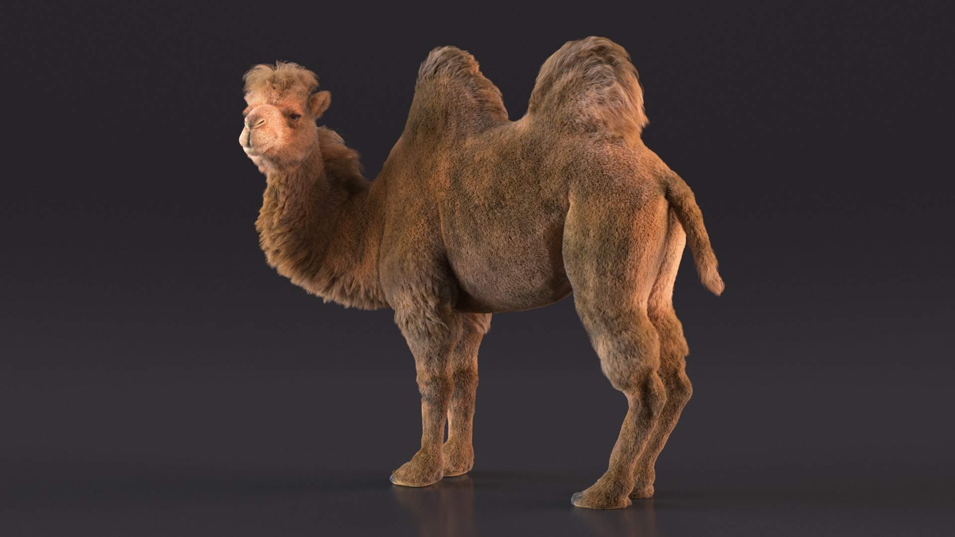 3D Bactrian Camel Standing Pose Fur model https://p.turbosquid.com/ts-thumb/Bi/Dv3H9b/Lp/bactriancamelstandingposefurvray3dmodel006/jpg/1724759047/1920x1080/fit_q87/590da99c3b8ebbe27cfded7ec16ea05ecbdcbb73/bactriancamelstandingposefurvray3dmodel006.jpg