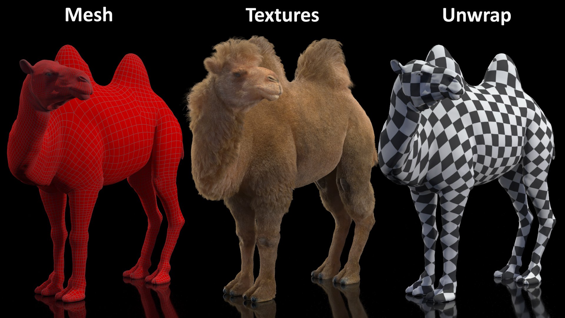 3D Bactrian Camel Standing Pose Fur model https://p.turbosquid.com/ts-thumb/Bi/Dv3H9b/Wr/bactriancamelstandingposefurvray3dmodel019/jpg/1724759104/1920x1080/fit_q87/424245cbbbf52fef73ba2a6ae1ad093f826a752e/bactriancamelstandingposefurvray3dmodel019.jpg
