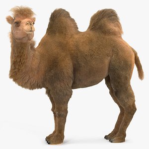 Bactrian Camel Standing Pose Fur