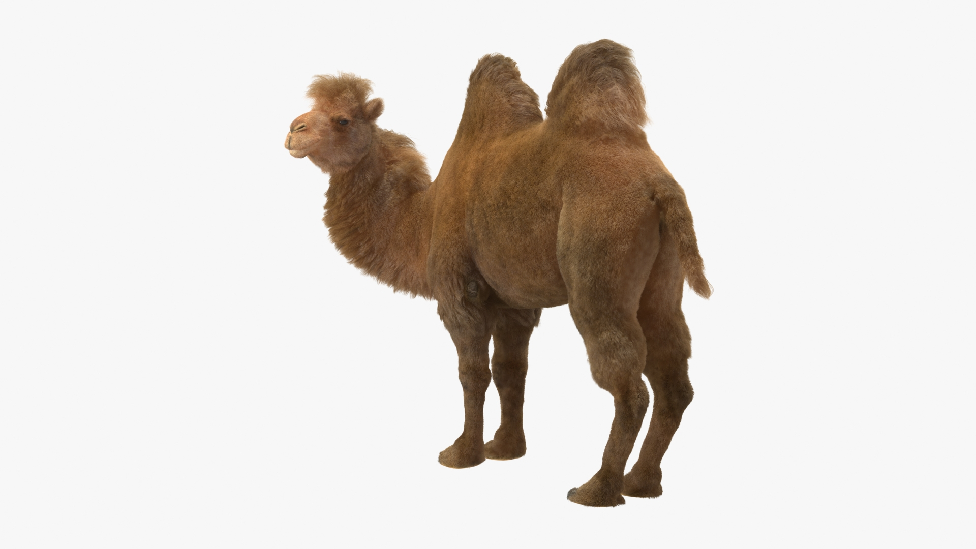 3D Bactrian Camel Standing Pose Fur model https://p.turbosquid.com/ts-thumb/Bi/Dv3H9b/kZ/bactrian_camel_standing_pose_fur_360/jpg/1724758932/1920x1080/turn_fit_q99/f80b10d2b1e2bbbdcd83fc2bfcfdedf706b304fd/bactrian_camel_standing_pose_fur_360-1.jpg