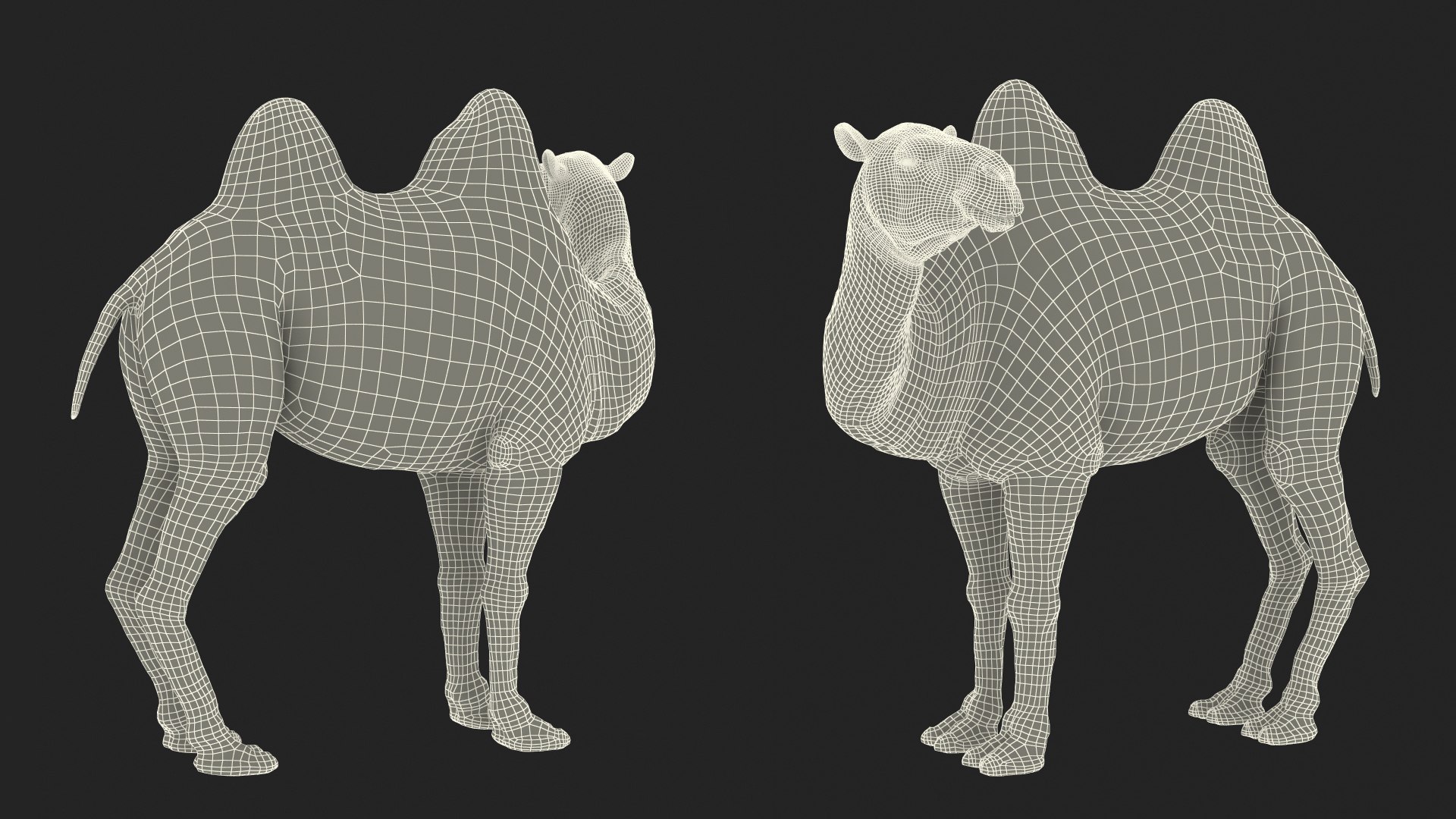 3D Bactrian Camel Standing Pose Fur model https://p.turbosquid.com/ts-thumb/Bi/Dv3H9b/pt/bactriancamelstandingposefurvray3dmodel024/jpg/1724759126/1920x1080/fit_q87/eff29fdb34afc96cc75741eb1f05c89400f66129/bactriancamelstandingposefurvray3dmodel024.jpg