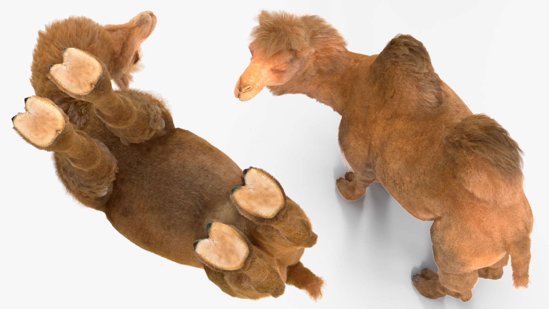 3D Bactrian Camel Standing Pose Fur model https://p.turbosquid.com/ts-thumb/Bi/Dv3H9b/wn/bactriancamelstandingposefurvray3dmodel010/jpg/1724759065/1920x1080/fit_q87/6dd803a3883c5c71b6146707156bd2b2d231c4a8/bactriancamelstandingposefurvray3dmodel010.jpg