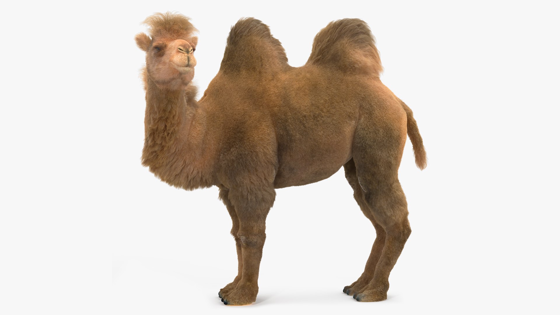 Bactrian Camel Standing Pose Fur 3D model preview