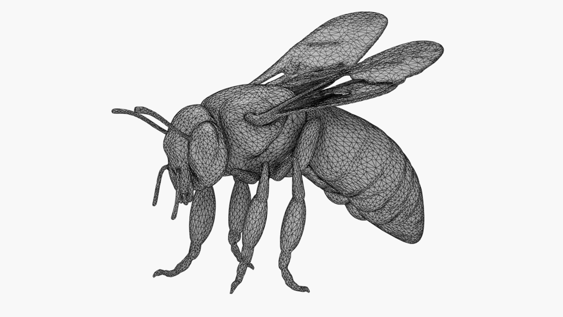 Honey Bee 01 Model - TurboSquid 2375964