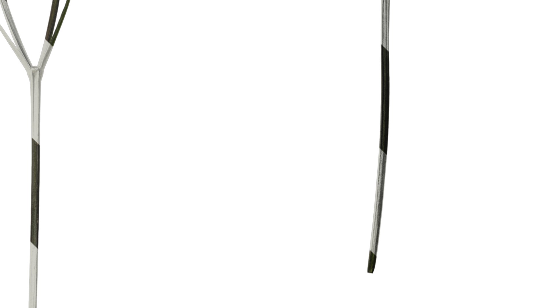 3D Anydrafts Ruellia Simplex Atlas 03 Textures - TurboSquid 2358475