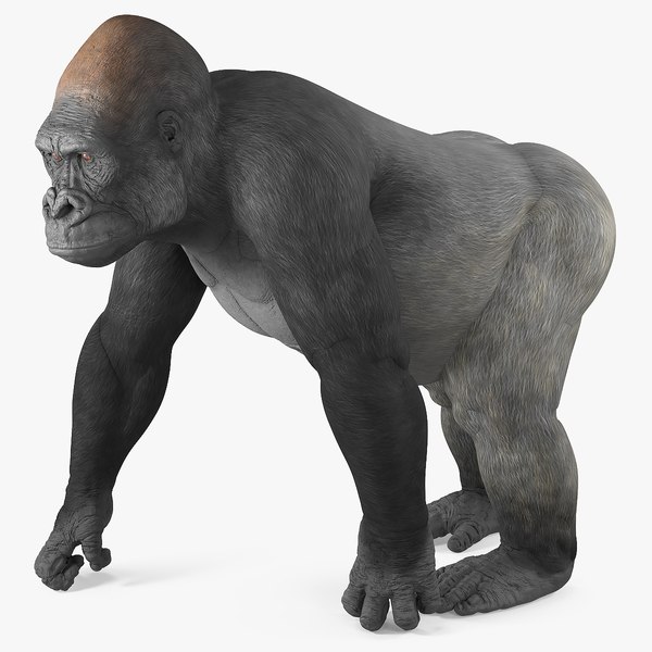 3D Eastern Gorilla Walking Pose