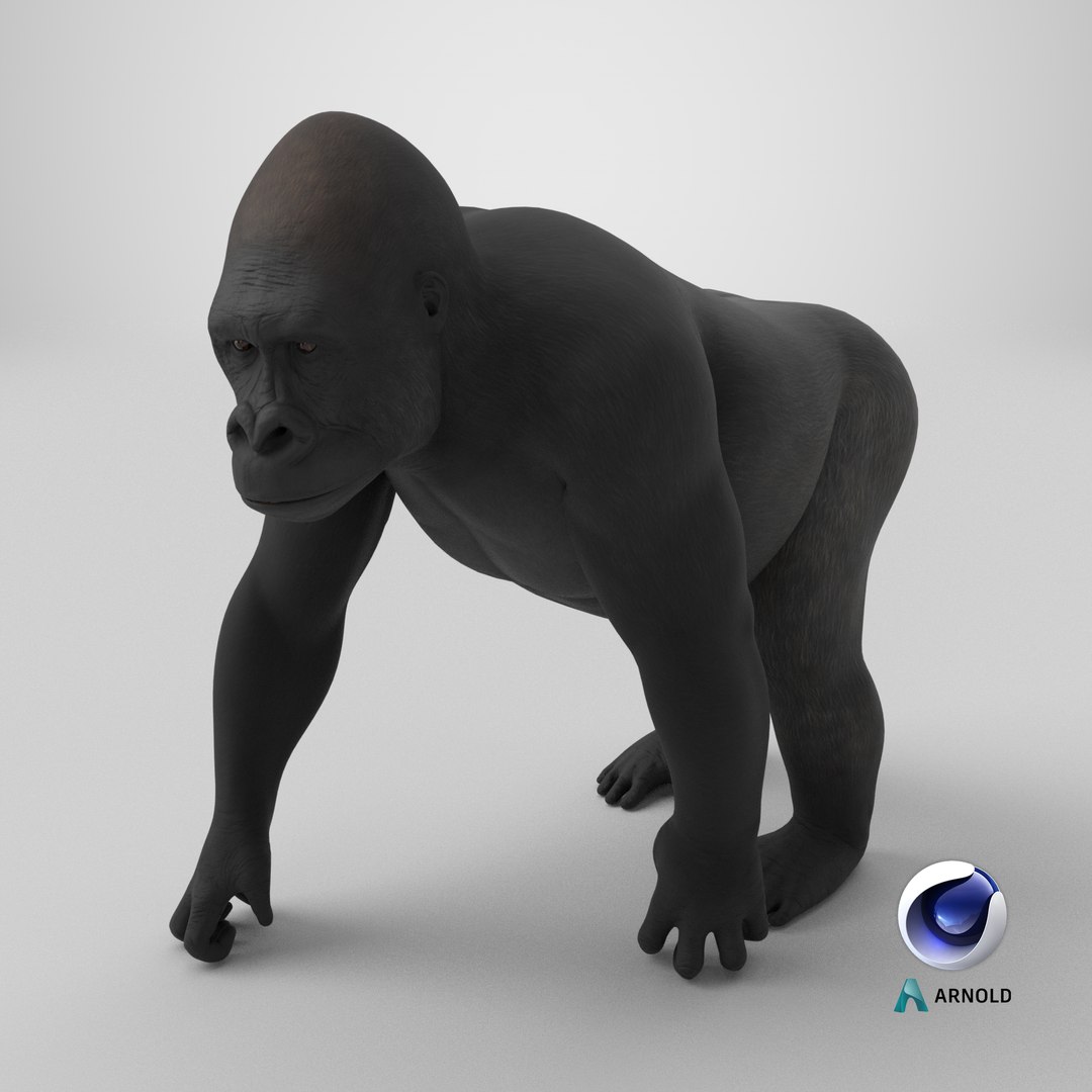 3D Eastern Gorilla Walking Pose https://p.turbosquid.com/ts-thumb/Bi/Kshk7f/5f/stemcell_cinema_4d_arnold_render/png/1714650219/1920x1080/fit_q87/02c1ceb24a4759b0ec4c06307f8519d7d2935e8d/stemcell_cinema_4d_arnold_render.jpg