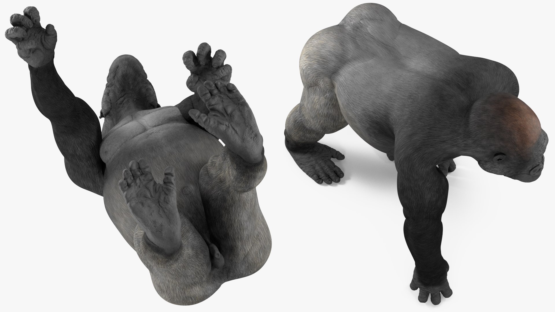 3D Eastern Gorilla Walking Pose https://p.turbosquid.com/ts-thumb/Bi/Kshk7f/63/easterngorillawalkingpose3dmodel011/jpg/1708661267/1920x1080/fit_q87/9699e9b33884a925179232c0ef0152743fc1eea5/easterngorillawalkingpose3dmodel011.jpg