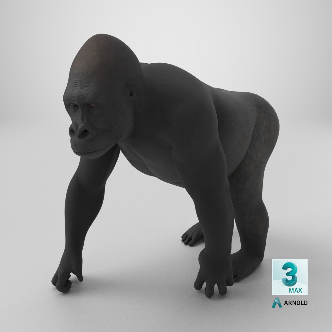 3D Eastern Gorilla Walking Pose https://p.turbosquid.com/ts-thumb/Bi/Kshk7f/Bc/stemcell_max_arnold_render/png/1714650225/1920x1080/fit_q87/9092f3d0c7e58963858197dd1034a812a8ecf076/stemcell_max_arnold_render.jpg