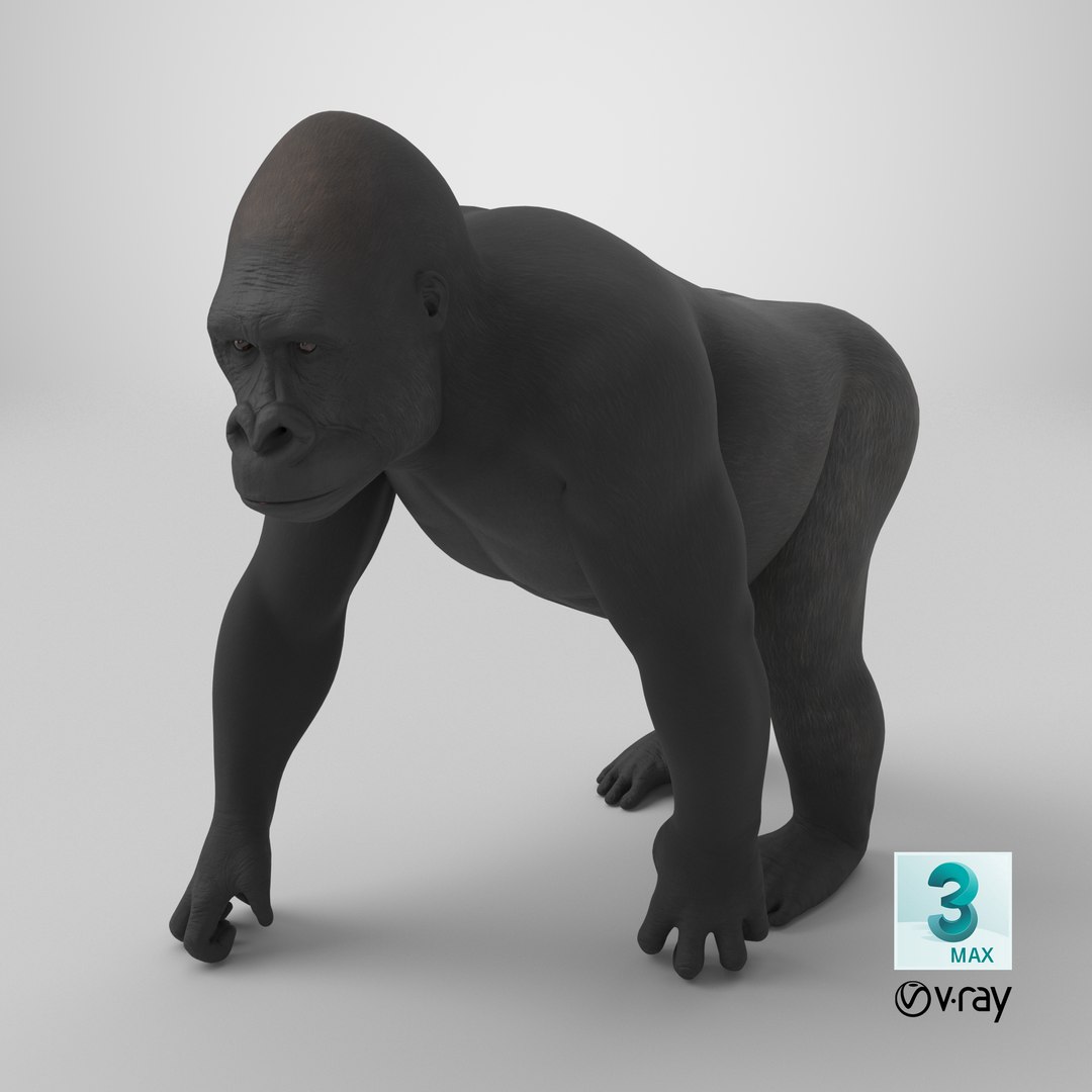3D Eastern Gorilla Walking Pose https://p.turbosquid.com/ts-thumb/Bi/Kshk7f/Dk/stemcell_max_vray_render/png/1714650223/1920x1080/fit_q87/99c24e6ec29317160d7f2353b6c27ac3aa5d3fc5/stemcell_max_vray_render.jpg