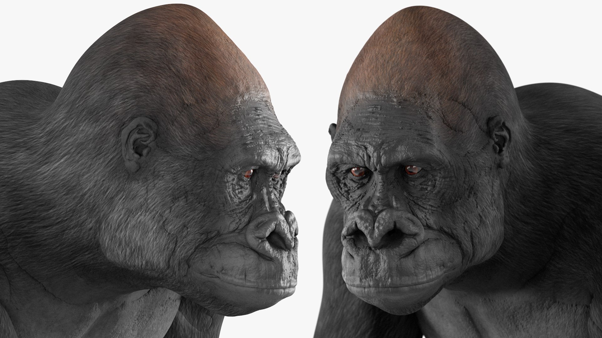3D Eastern Gorilla Walking Pose https://p.turbosquid.com/ts-thumb/Bi/Kshk7f/SH/easterngorillawalkingpose3dmodel018/jpg/1708661299/1920x1080/fit_q87/895c06583d8dbbc35b2ec0fe4226ad8afa1d4ff1/easterngorillawalkingpose3dmodel018.jpg