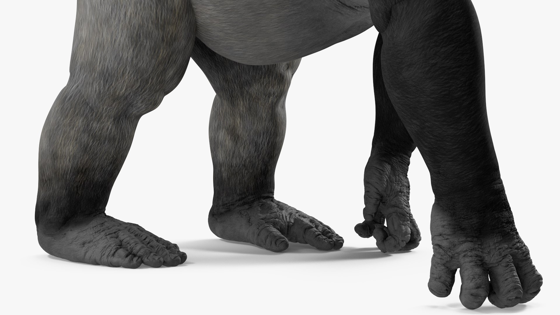 3D Eastern Gorilla Walking Pose https://p.turbosquid.com/ts-thumb/Bi/Kshk7f/ab/easterngorillawalkingpose3dmodel016/jpg/1708661289/1920x1080/fit_q87/9cd266a2e86ea46bec8b4533cdc77ae2e13ed822/easterngorillawalkingpose3dmodel016.jpg