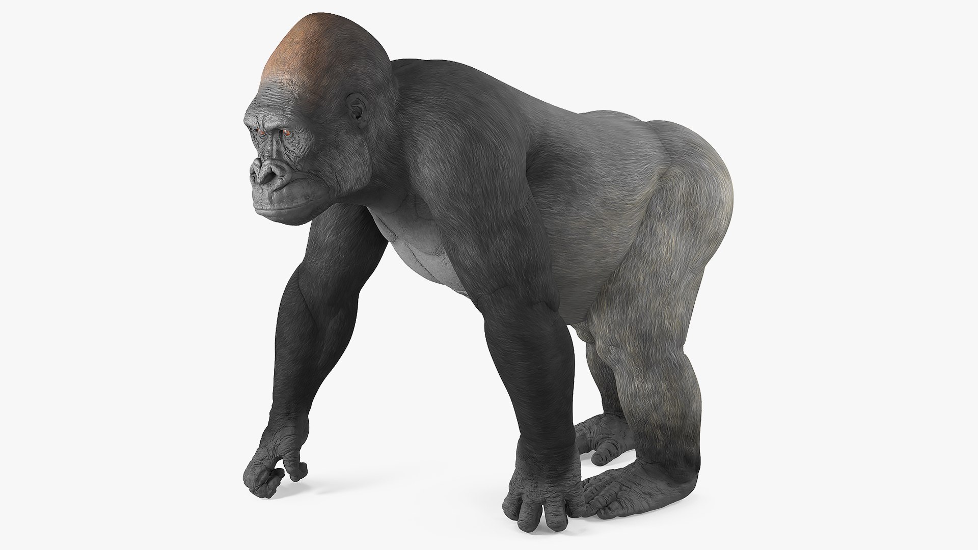 Eastern Gorilla Walking Pose 3D model preview