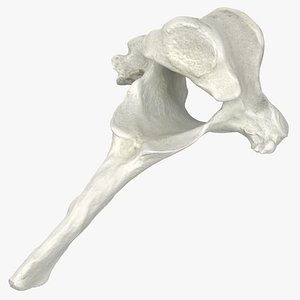 Domestic Cat Thoracic Vertebrae TH8(1)