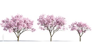 3D Yulania denudata c