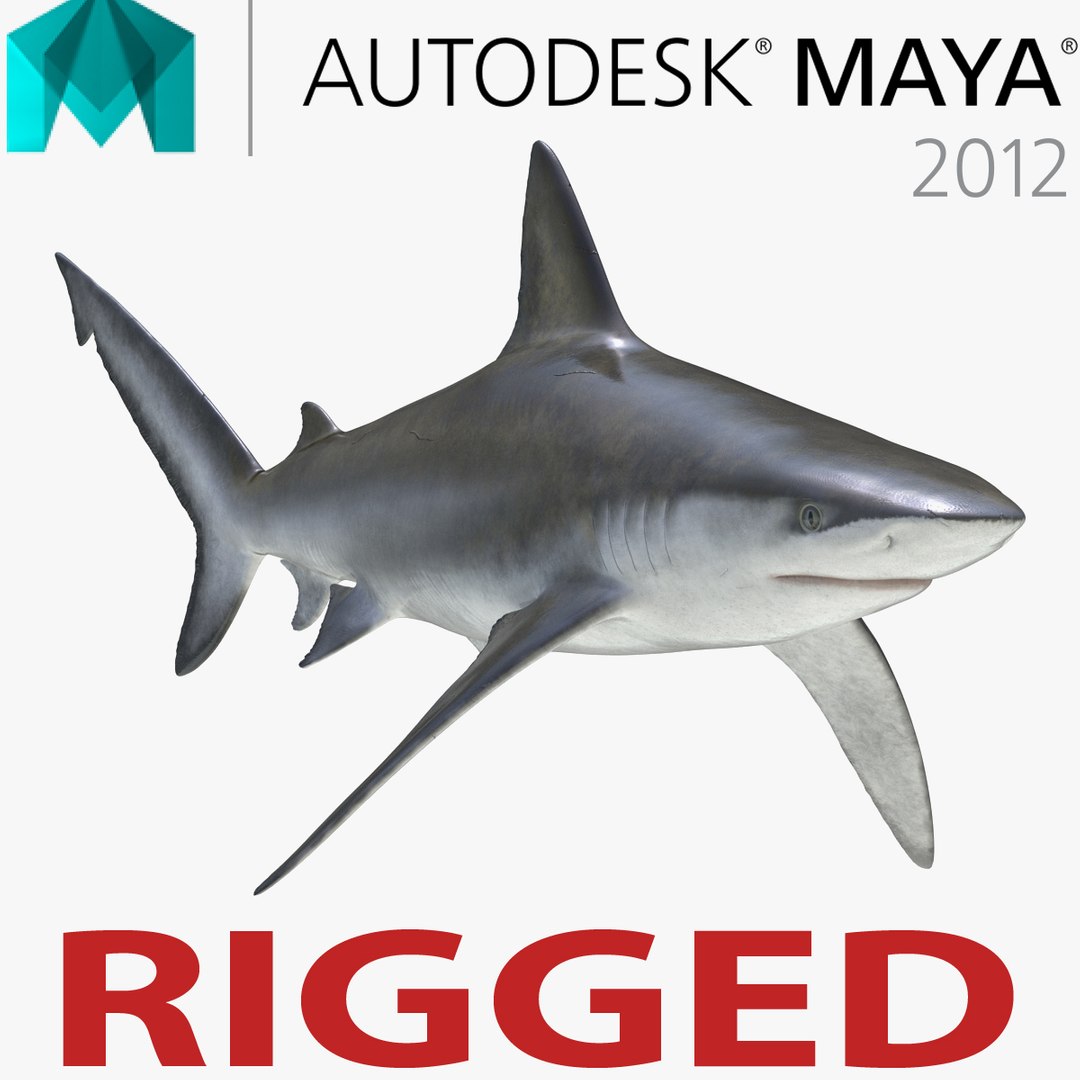 Bignose Shark Rigged for Maya 3D Model 3D model preview