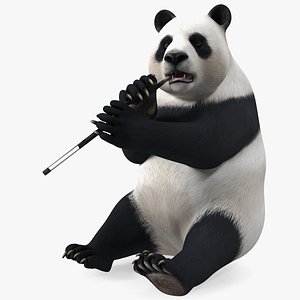 Giant Panda Sitting Pose model