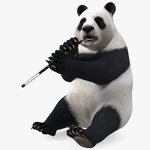 Giant Panda Sitting Pose