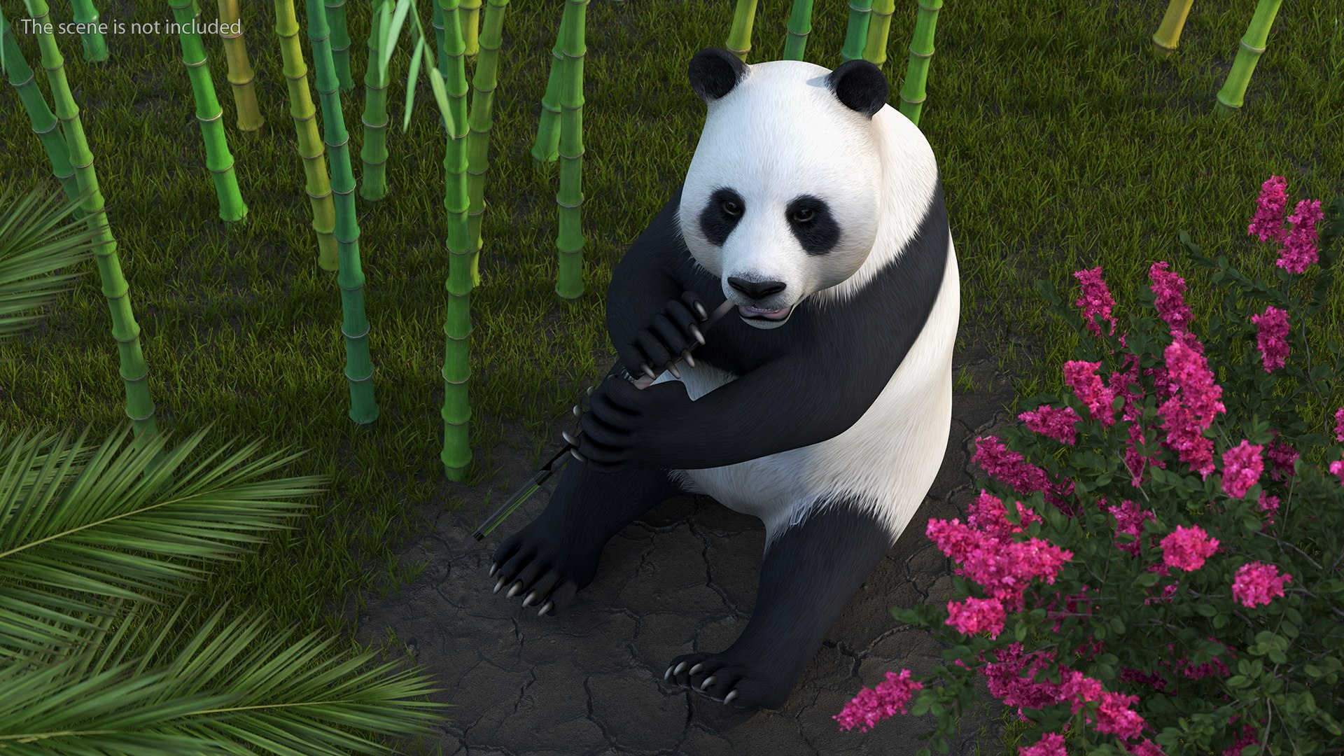Giant Panda Demonstrates Yoga Asanas Position. Banco de Imagens