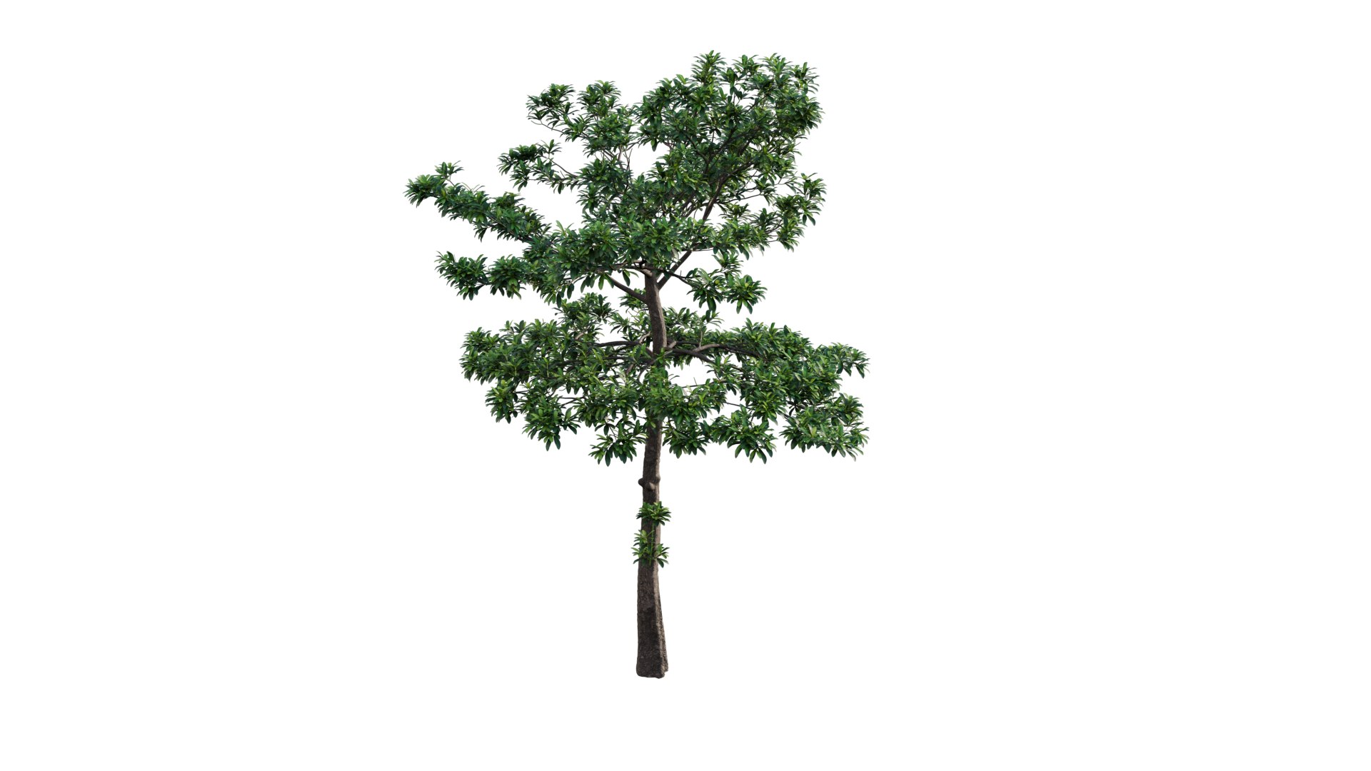 3D Alstonia scholaris model https://p.turbosquid.com/ts-thumb/Bj/2qhZn3/EO/3dtree_alstoniascholaris_01/png/1629879379/1920x1080/fit_q87/8756551311a43711a78d4604e5ff8a033e21f779/3dtree_alstoniascholaris_01.jpg