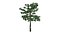 Alstonia scholaris