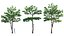 Alstonia scholaris