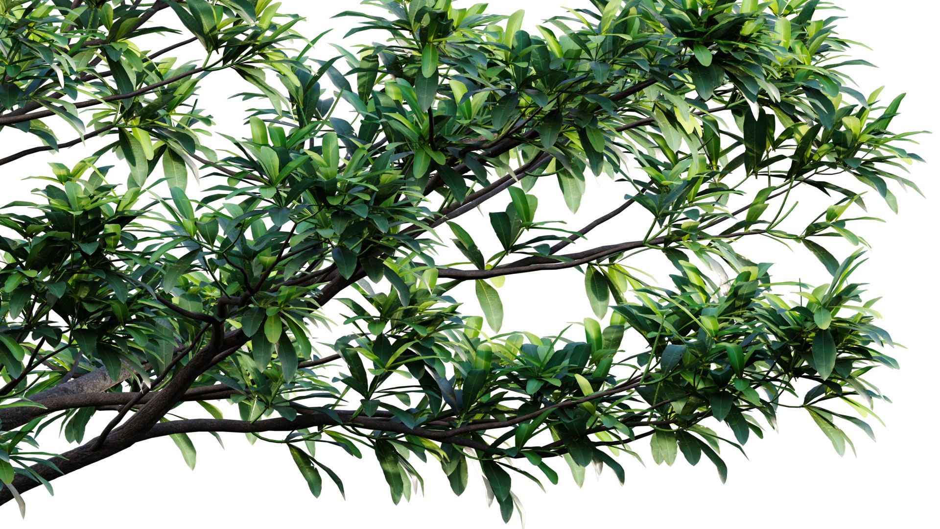 3D Alstonia scholaris model https://p.turbosquid.com/ts-thumb/Bj/2qhZn3/Qx/3dtree_alstoniascholaris_v2/jpg/1629879376/1920x1080/fit_q87/4bde116832084f190c515b3bdb6373d619e82834/3dtree_alstoniascholaris_v2.jpg