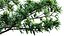 Alstonia scholaris