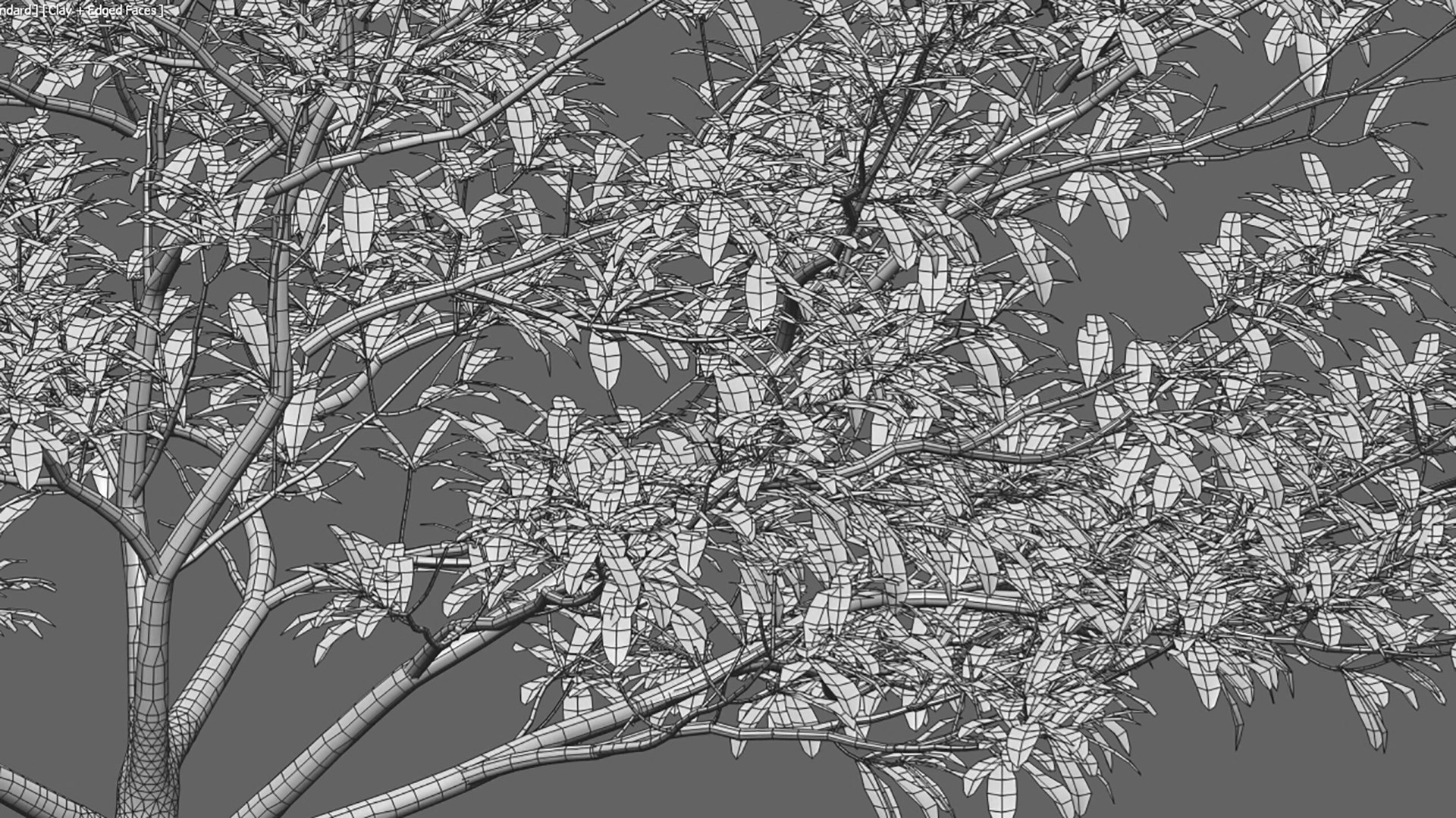 3D Alstonia scholaris model https://p.turbosquid.com/ts-thumb/Bj/2qhZn3/jP/3dtree_alstoniascholaris_v3/jpg/1629879372/1920x1080/fit_q87/0e54cdc587cc42a1ef9689d8ac94132ca717e65e/3dtree_alstoniascholaris_v3.jpg