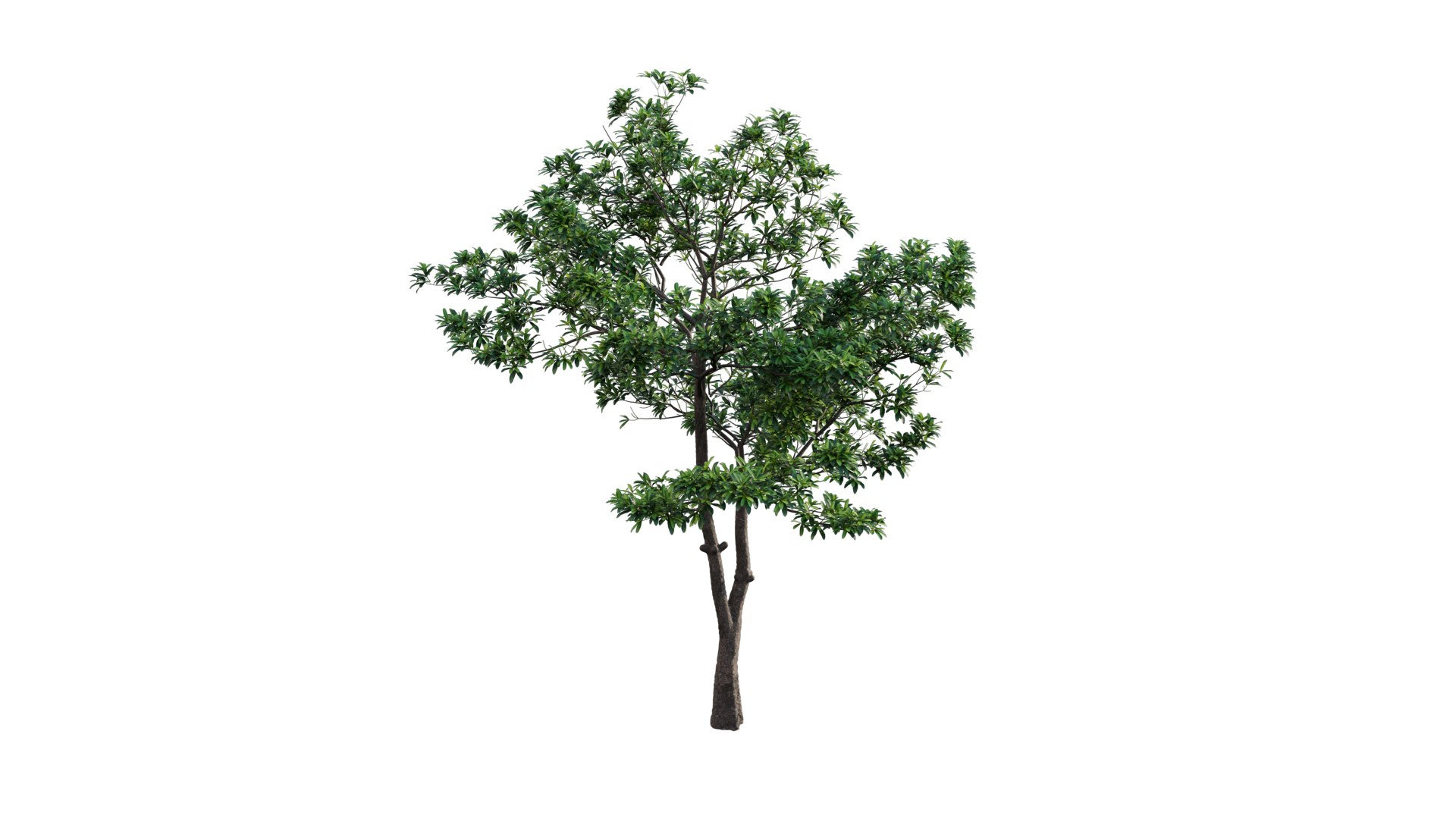 3D Alstonia scholaris model https://p.turbosquid.com/ts-thumb/Bj/2qhZn3/sI/3dtree_alstoniascholaris_00/png/1629879372/1920x1080/fit_q87/ed3cd07cbb7be529f3a6fe033b8566713ffa5fc1/3dtree_alstoniascholaris_00.jpg