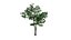 Alstonia scholaris