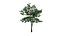 Alstonia scholaris